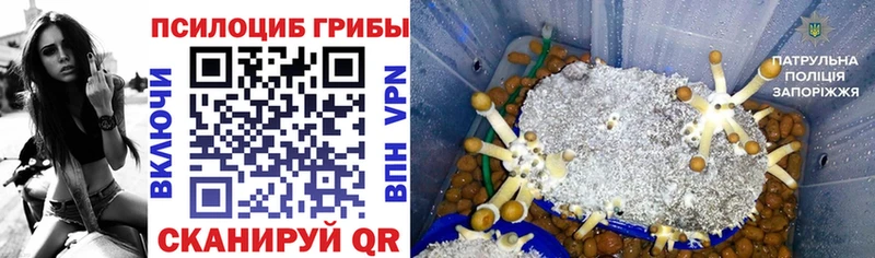 Псилоцибиновые грибы прущие грибы  кракен   Пионерский 